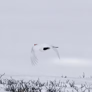 Lirype flygende, Ustaoset