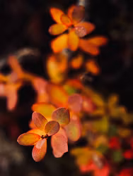 Rypeblad