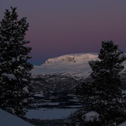 Hallingskarvet med busker II