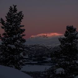 Hallingskarvet med busker III