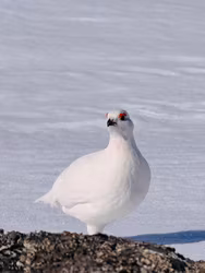 Rype Hallingskarvet Nasjonalpark Finse