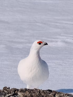 Rype Hallingskarvet Nasjonalpark Finse II