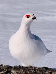 Rype Hallingskarvet Nasjonalpark Finse III