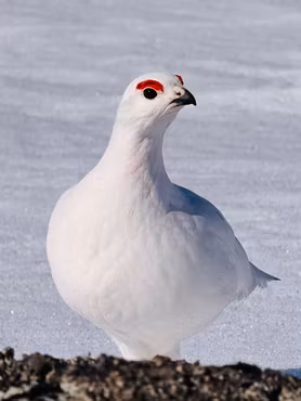 Rype Hallingskarvet Nasjonalpark Finse III
