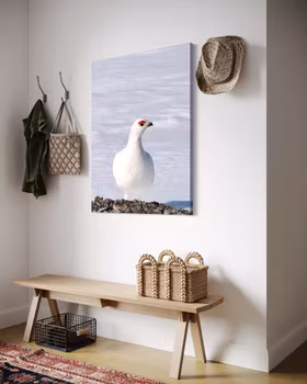 Rype Hallingskarvet Nasjonalpark Finse II