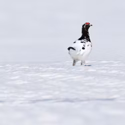 13 stk Rypebilder fra Ustaoset