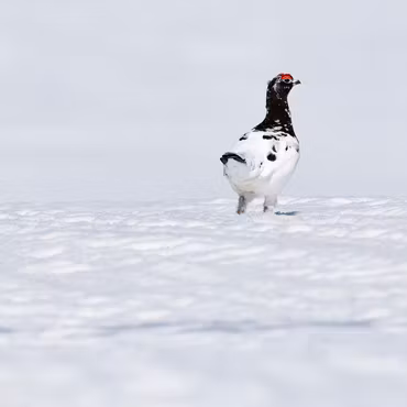 13 stk Rypebilder fra Ustaoset