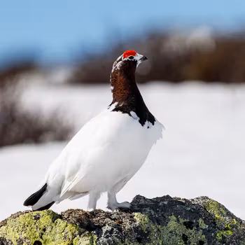 13 stk Rypebilder fra Ustaoset