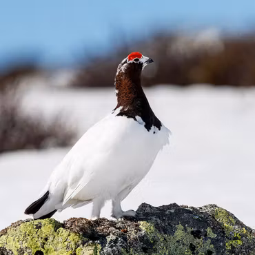 13 stk Rypebilder fra Ustaoset