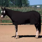 Equiskinz Sheet
