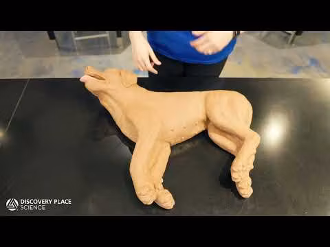 CasPeR the CPR Dog