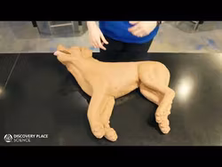 CasPeR the CPR Dog