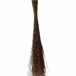 Walis tingting