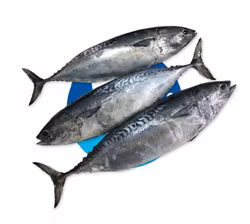 MACKEREL/ Tulingan 900g/1kg 1-4pcs (for pick up only)