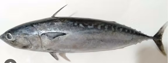 MACKEREL/ Tulingan 800g 1pc (for pick up only)