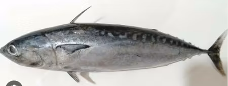 MACKEREL/ Tulingan 800g 1pc (for pick up only)