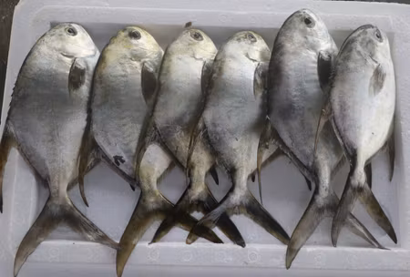 Pompano Fish 1kg (for pick up only)