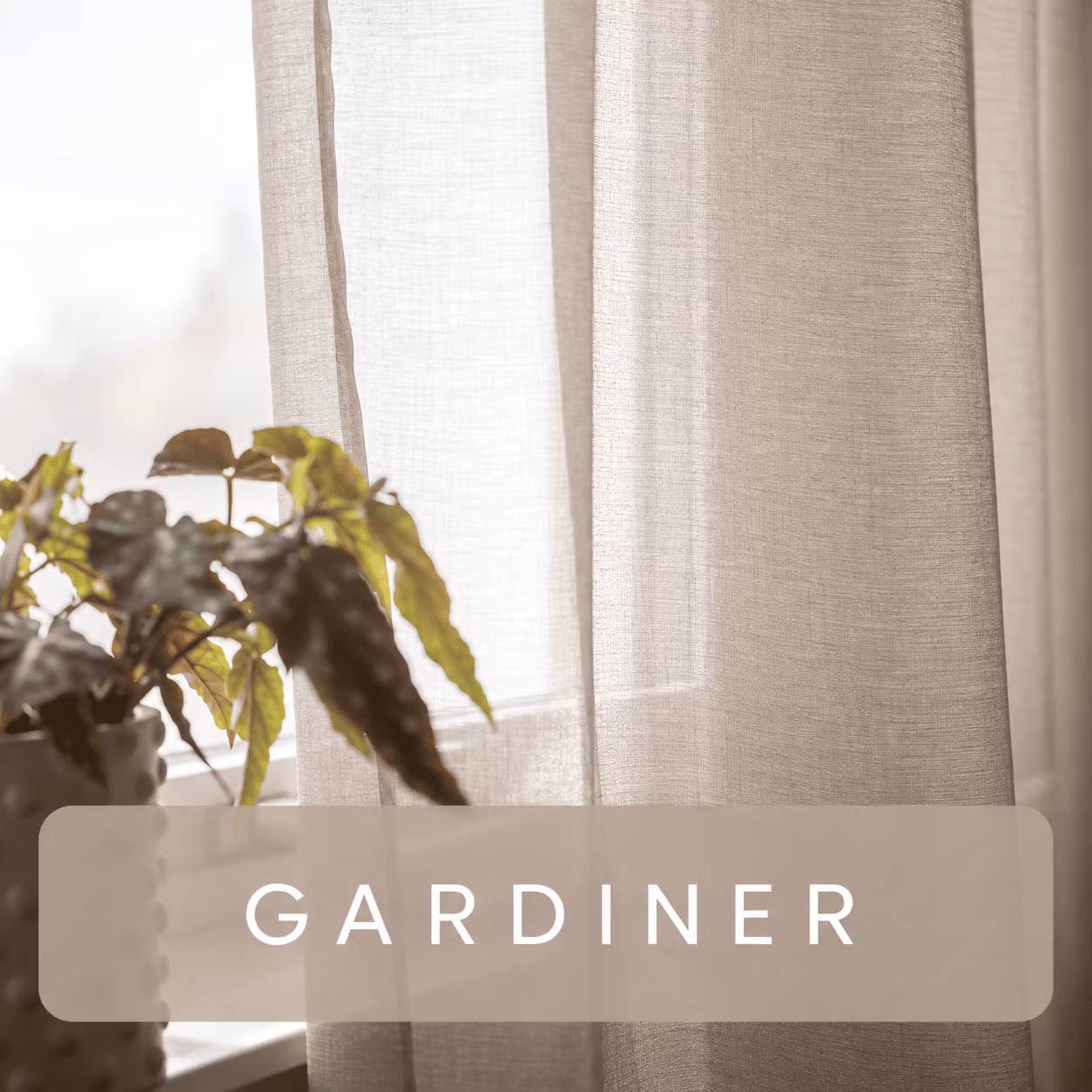 Xander of Sweden > Gardiner