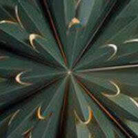 Hyacint star – Grön 50cm – Green