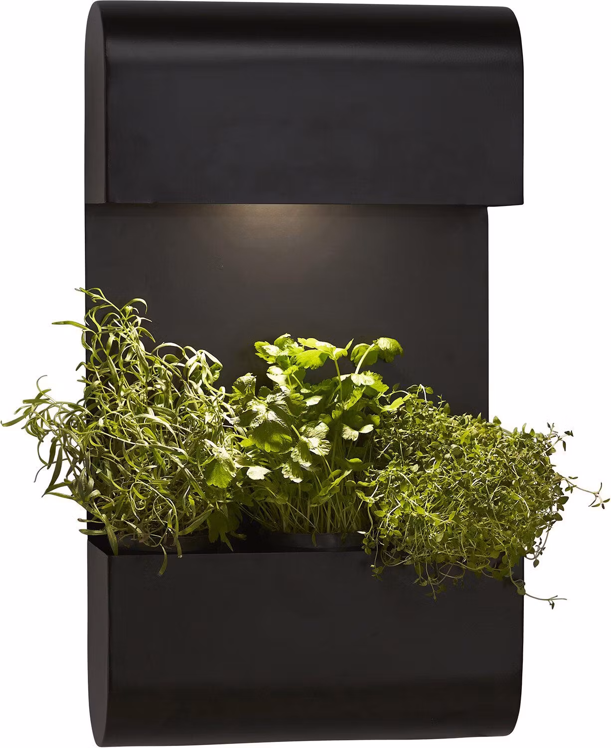 Planta vägglampa Svart, 70x40cm