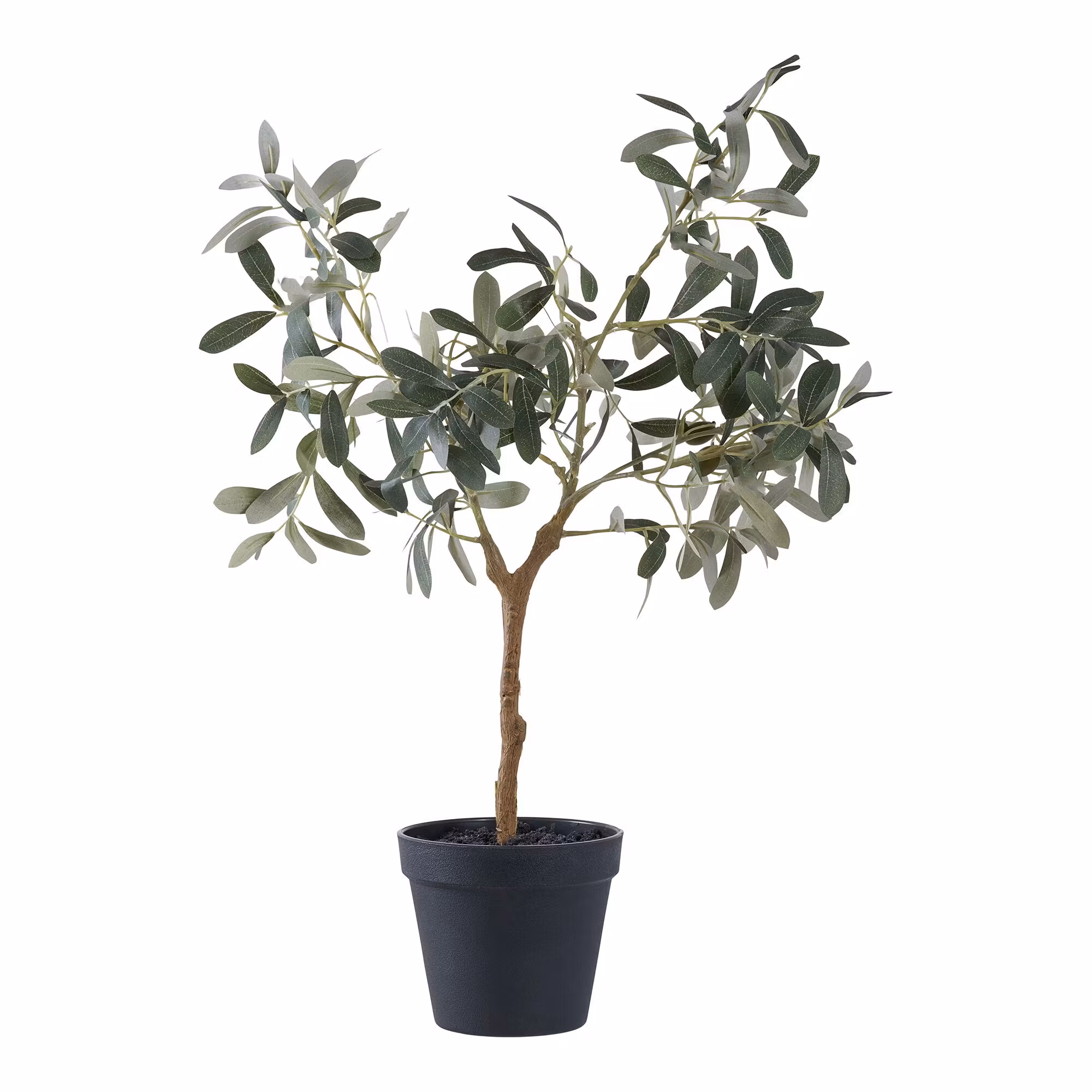 Olive Tree