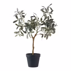 Olive Tree