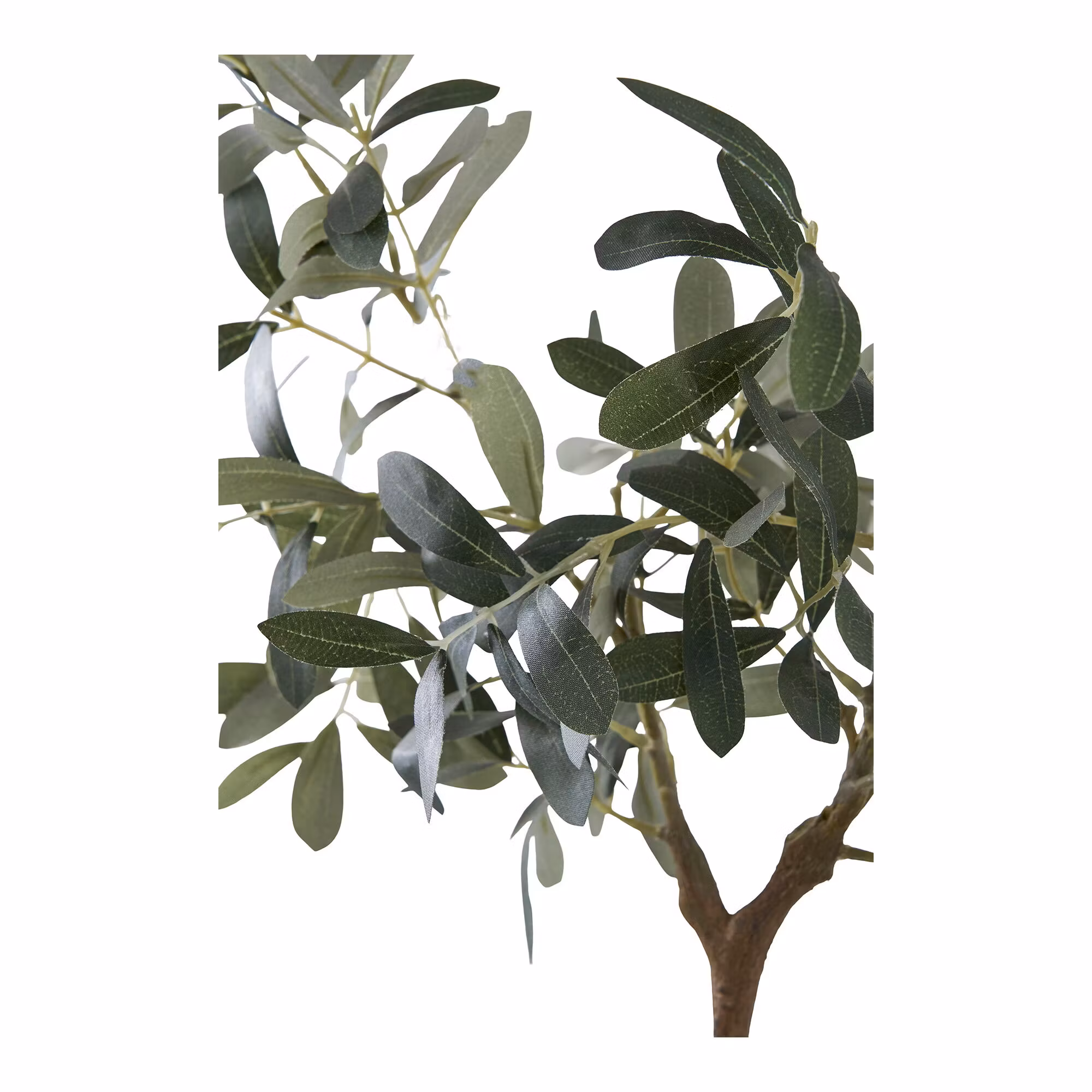 Olive Tree