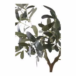 Olive Tree