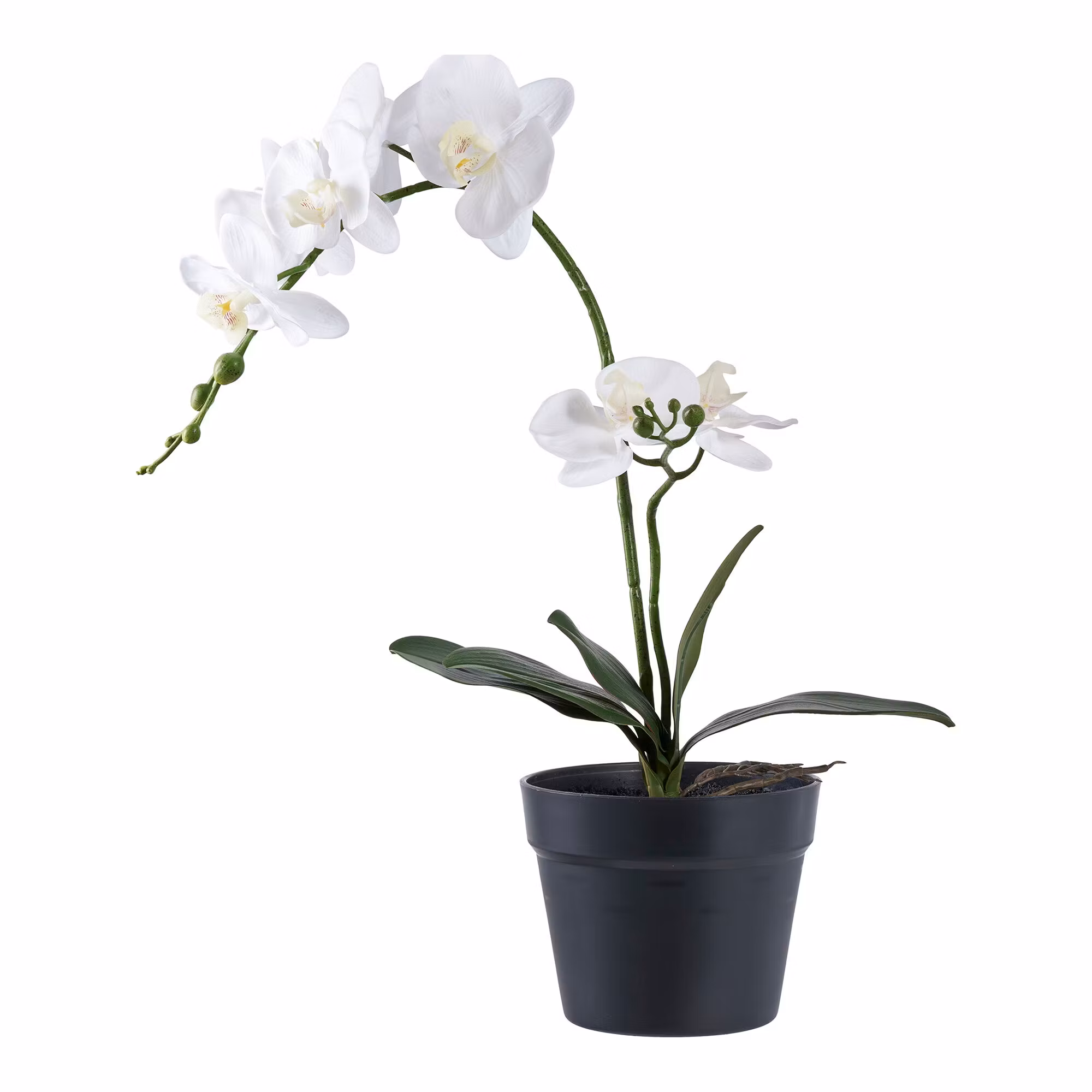 Orchid