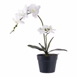 Orchid