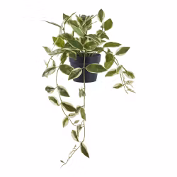 Hoya Carnosa