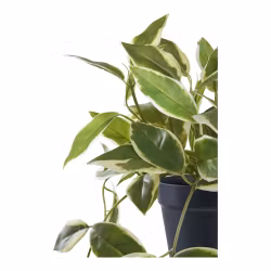 Hoya Carnosa