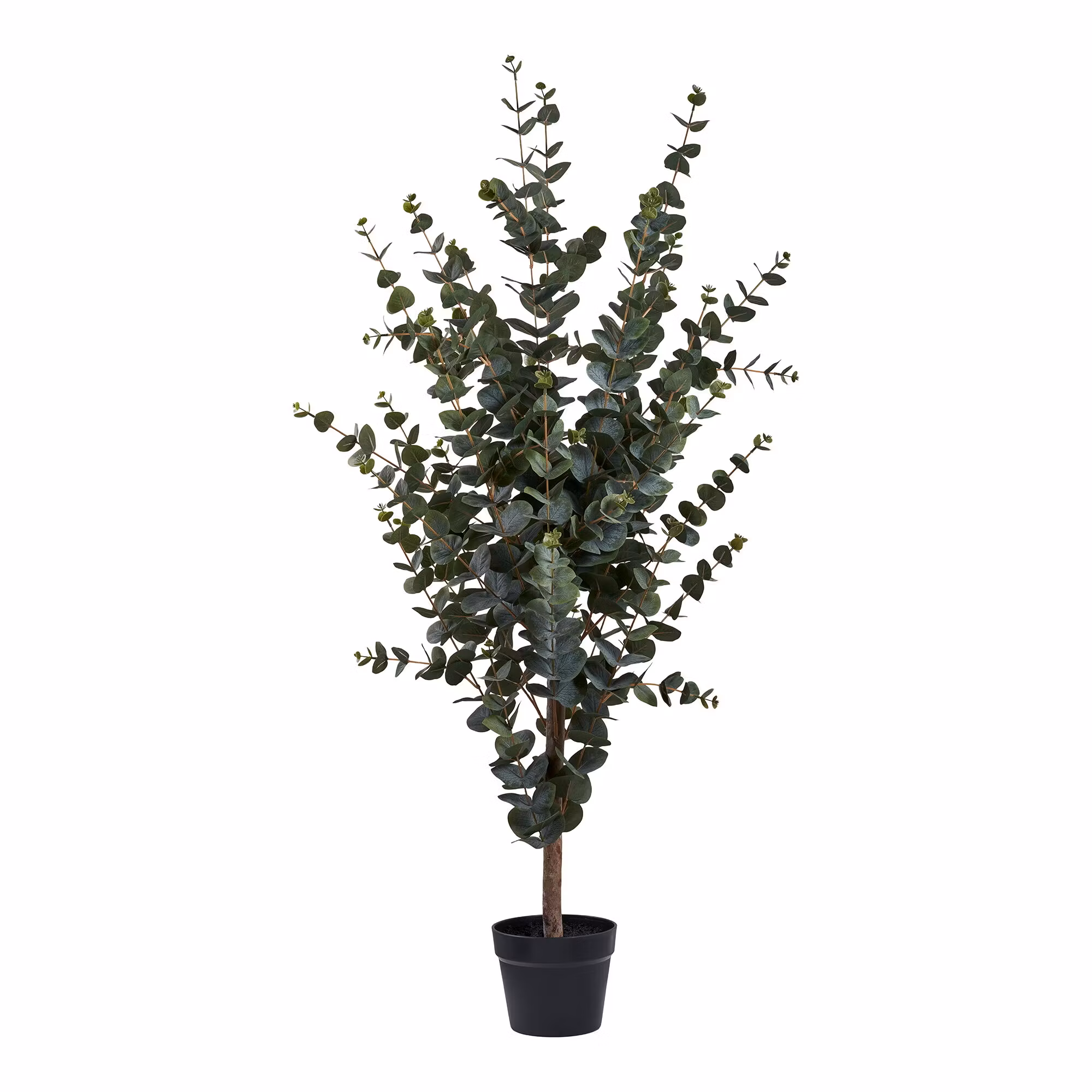 Eucalyptus Tree