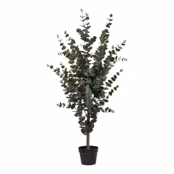 Eucalyptus Tree