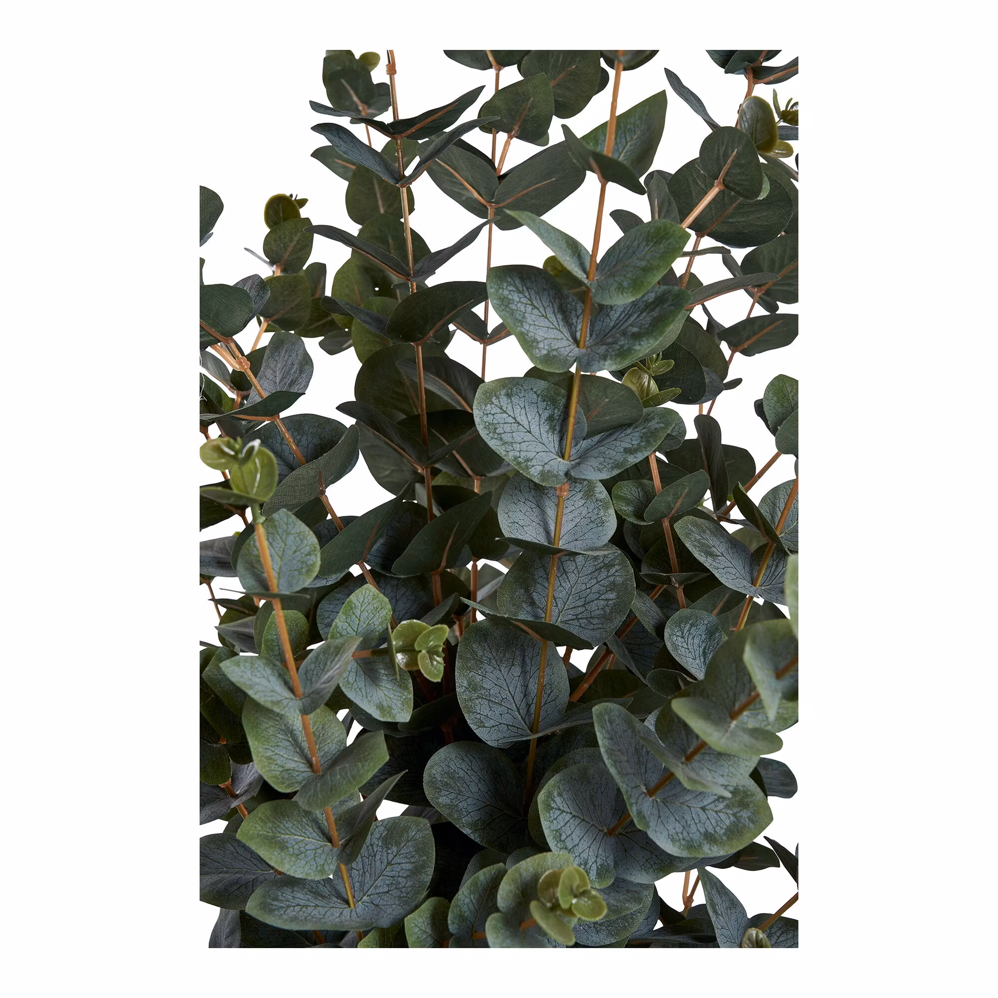 Eucalyptus Tree