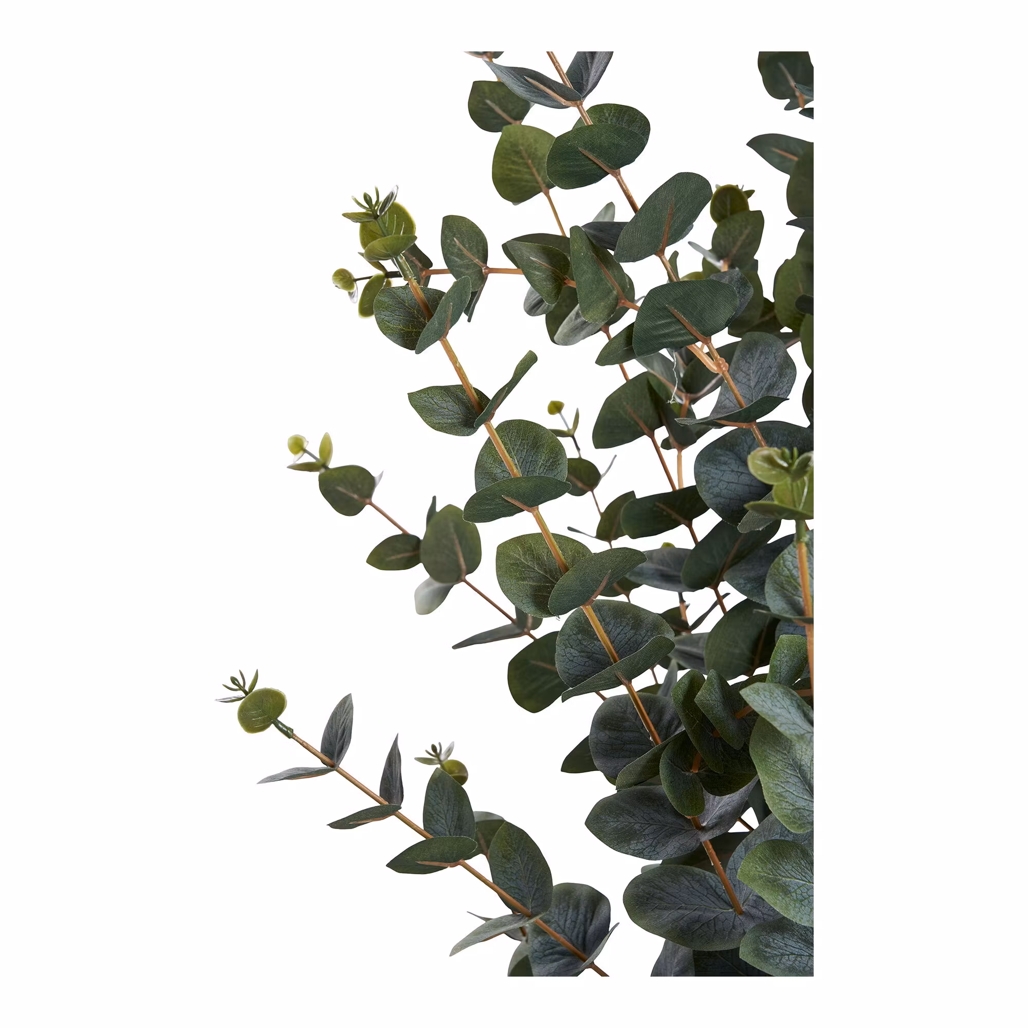 Eucalyptus Tree