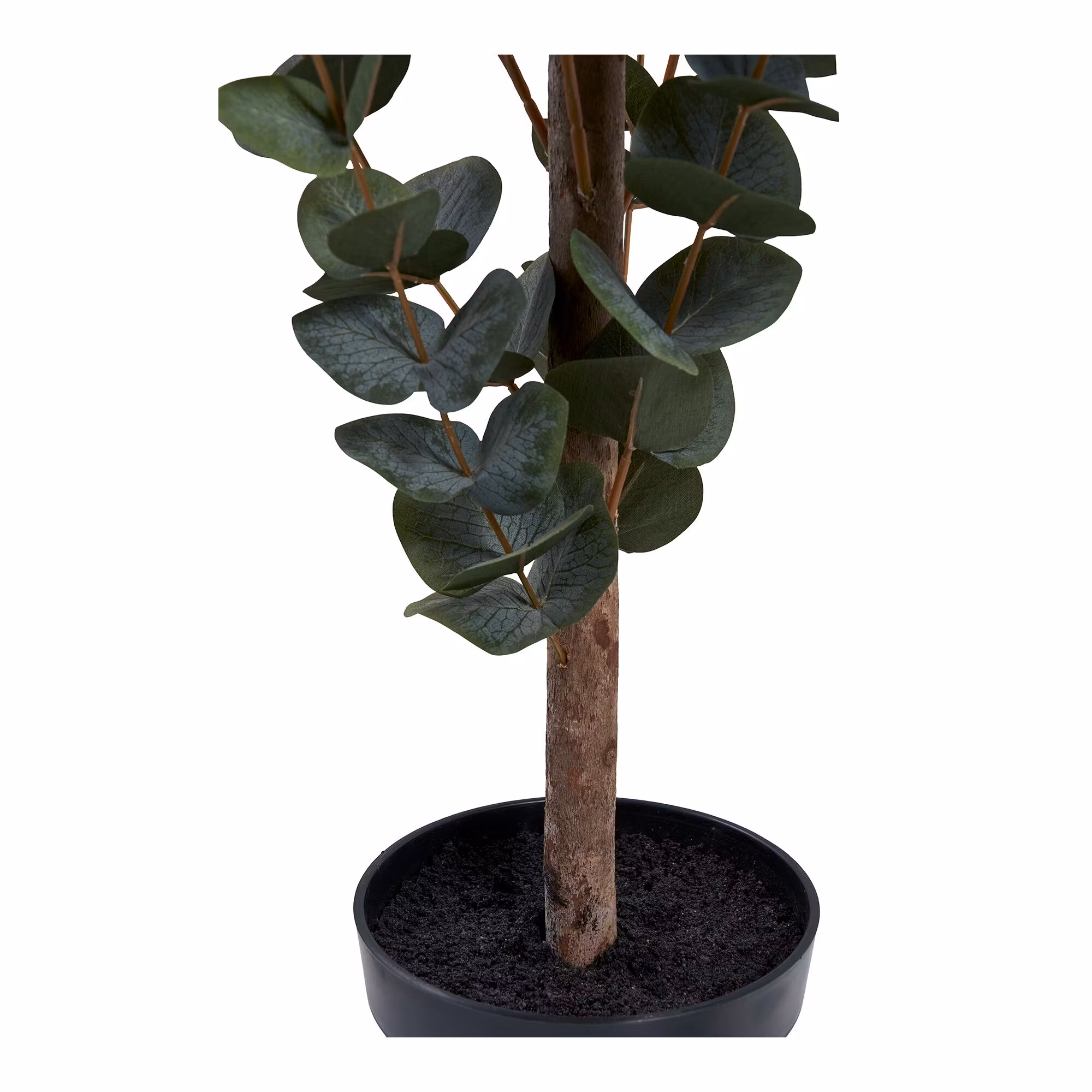 Eucalyptus Tree