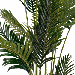 Areca Palm