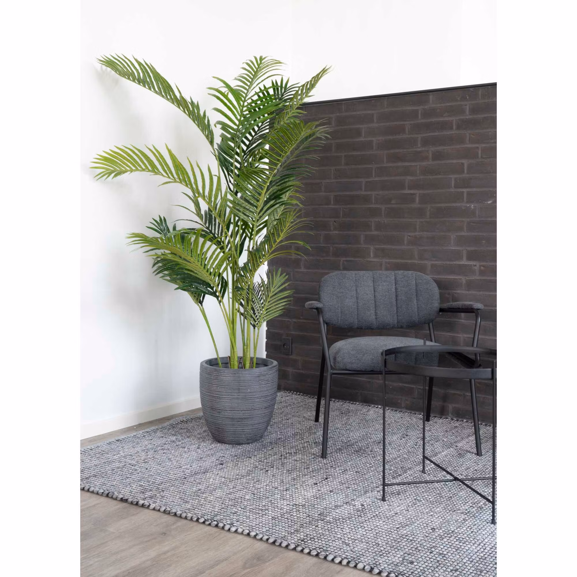 Areca Palm