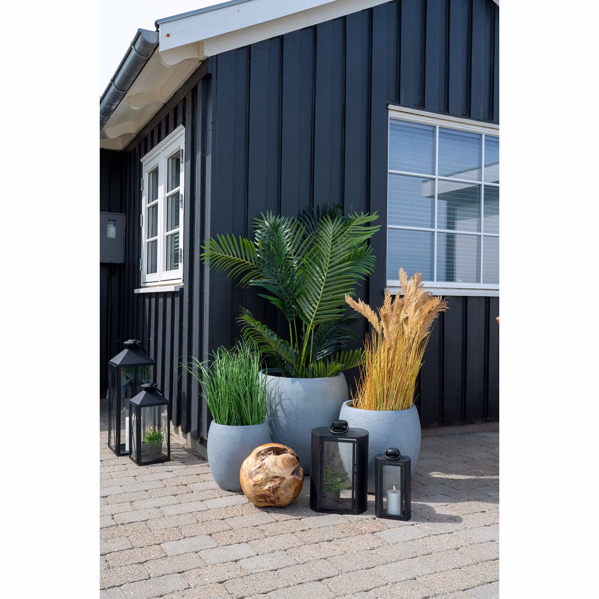 Areca Palm