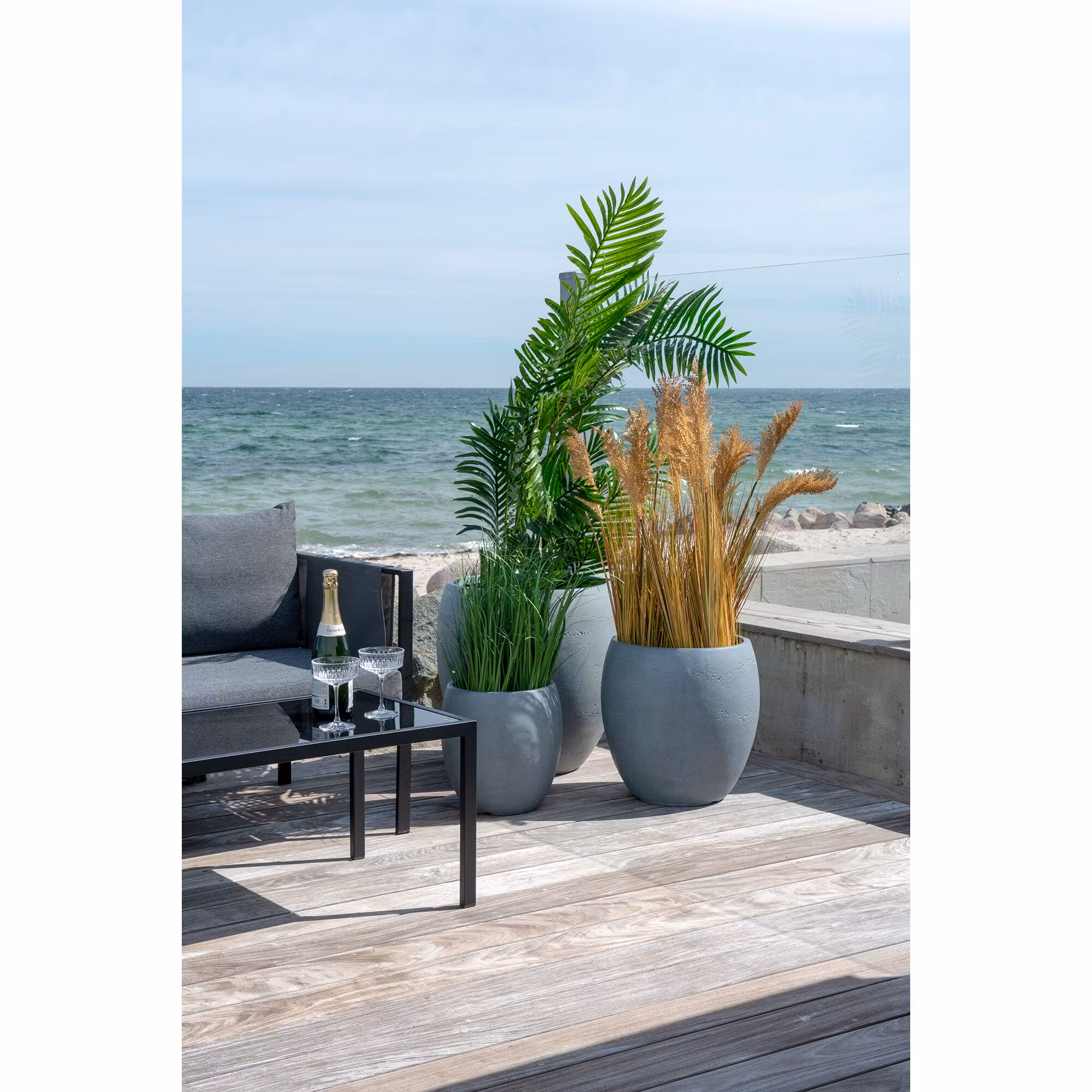 Areca Palm