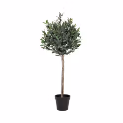 Olive Tree