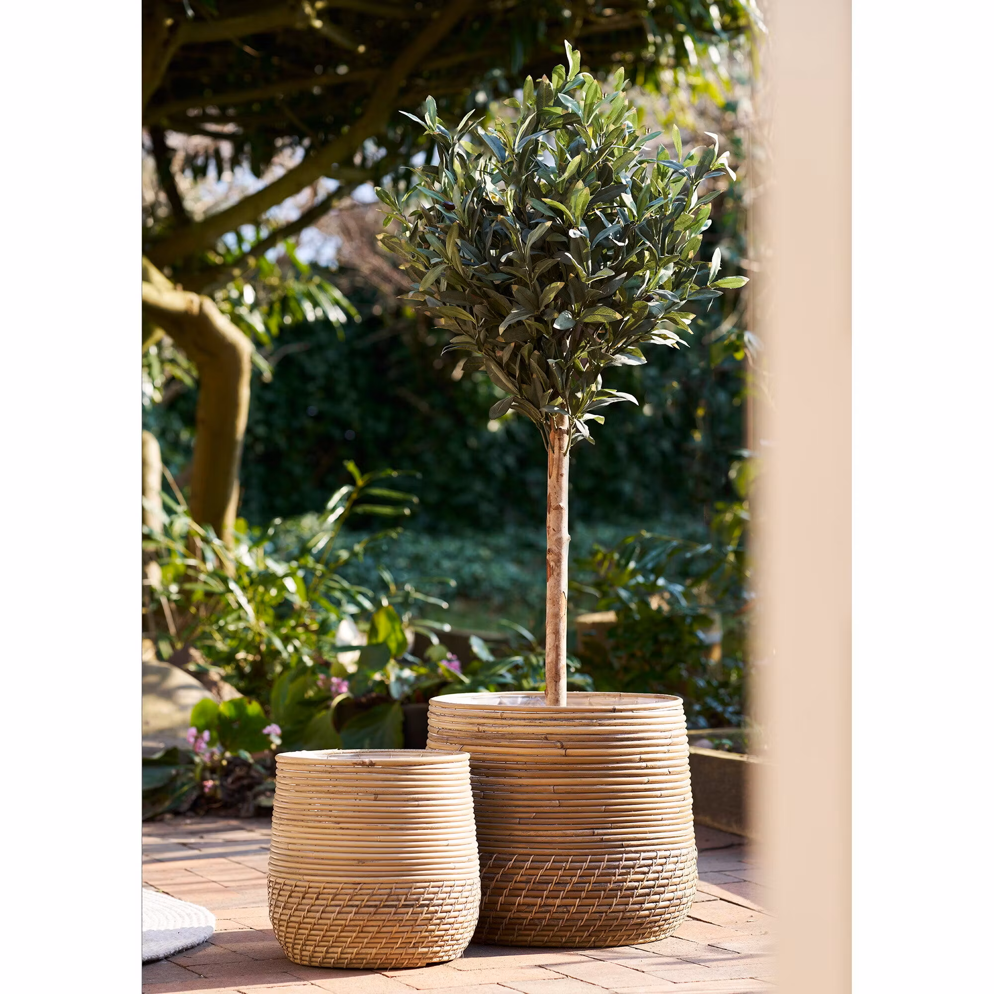 Olive Tree