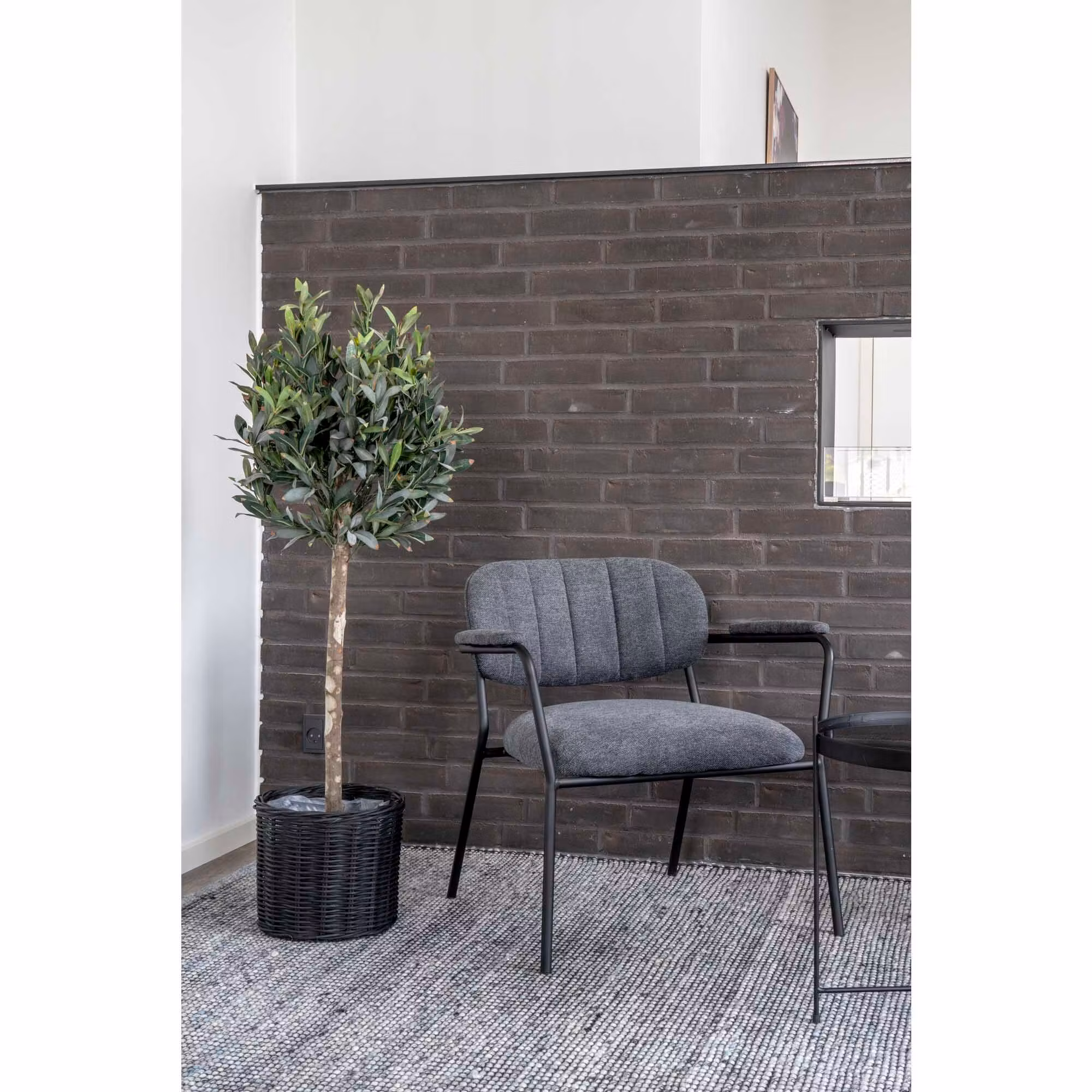 Olive Tree