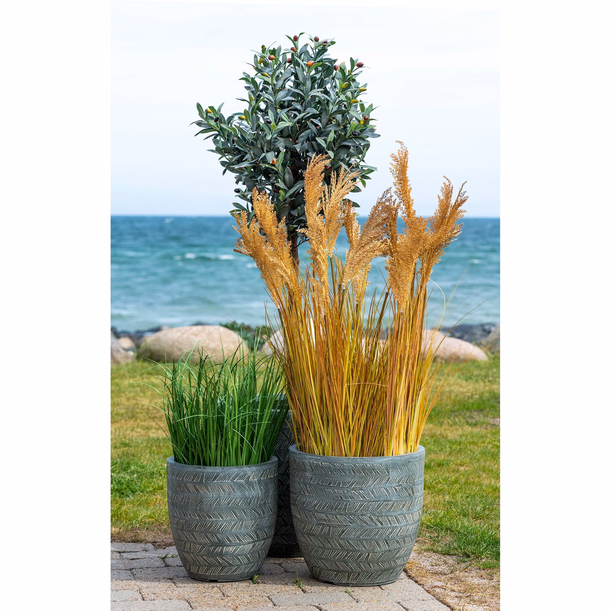 Sorghum Grass