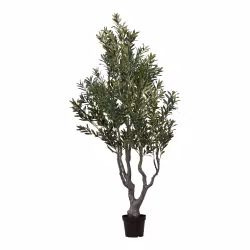 Olive Tree