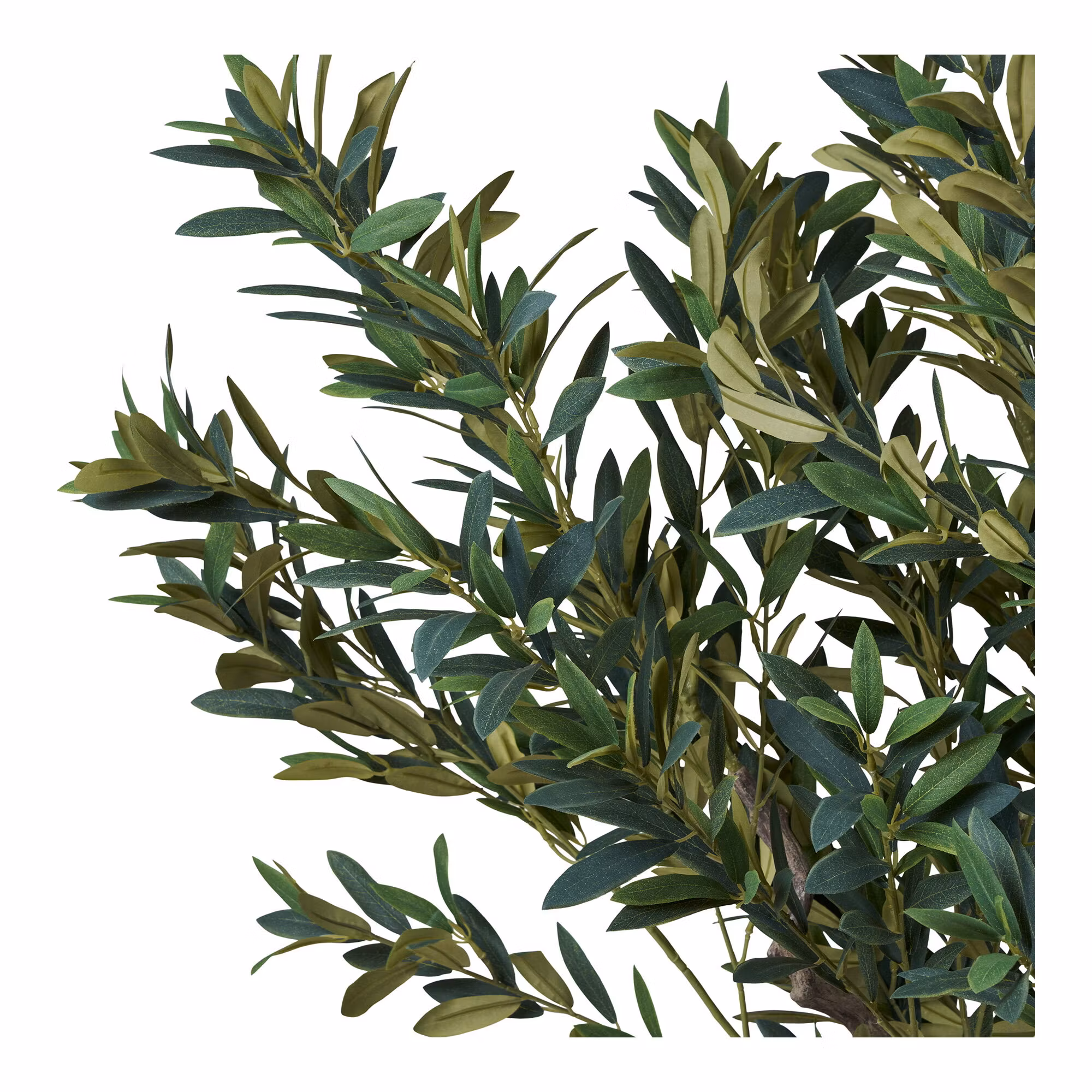 Olive Tree