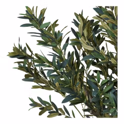 Olive Tree