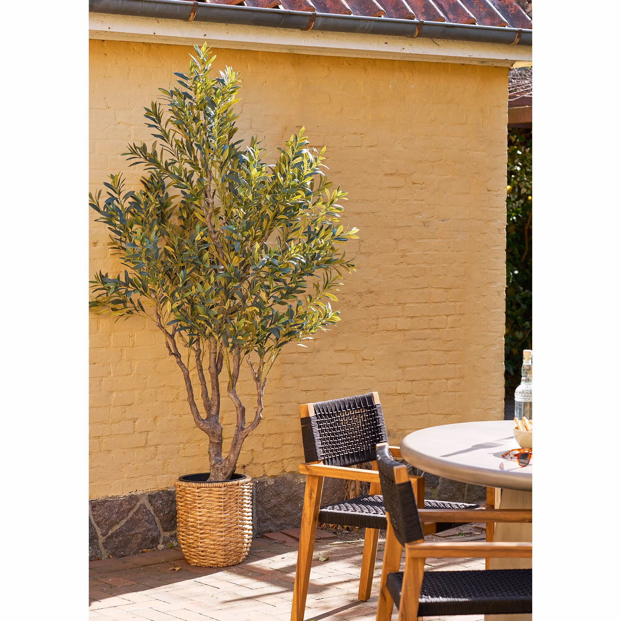 Olive Tree