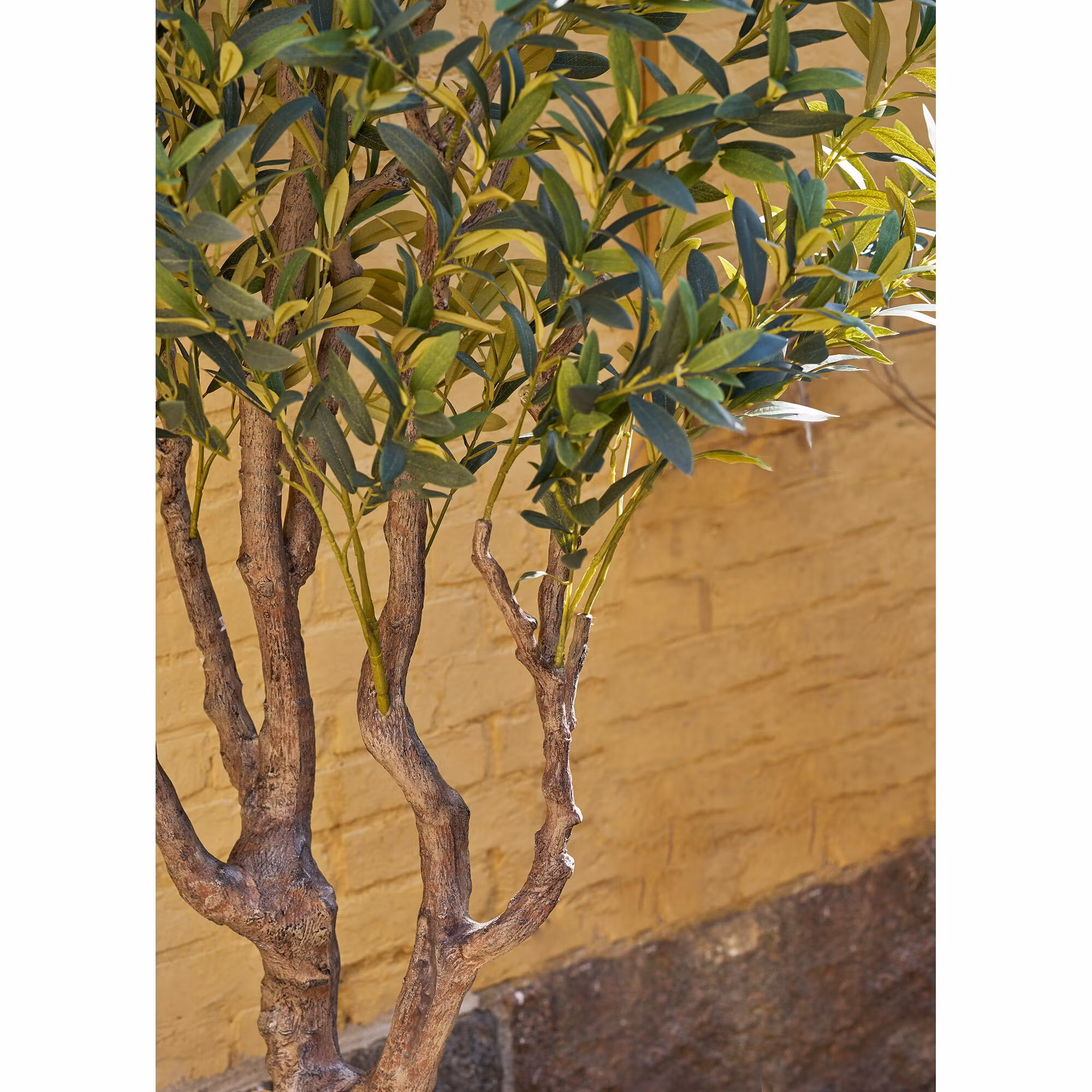 Olive Tree